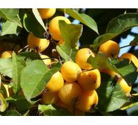 Direct Plants Malus Butterball Crab Aplle Fruit Tree 6Ft Tall Supplied In A 12 Litre Pot By Directplants