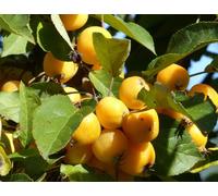 Direct Plants Malus Butterball Crab Aplle Fruit Tree 6ft Tall Supplied in a 12 Litre Pot by Directplants in Green Direct Plants Green