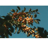 Direct Plants Malus Comtesse De Paris Tree 6Ft Tall Supplied In A 12 Litre Pot