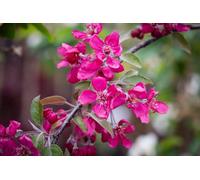 Direct Plants Malus Crimson Cascade Weeping Purple Crab Apple Tree 6ft Tall Supplied in a 12 Litre Pot by Directplants in Green Direct Plants Green