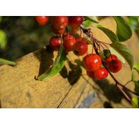 Direct Plants Malus Evereste Crab Apple Tree 6Ft Tall Supplied In A 12 Litre Pot