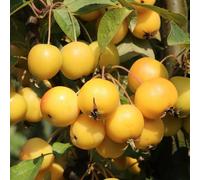 Direct Plants Malus Golden Hornet Crab Apple Tree 4-5ft Tall in Gold Direct Plants Gold