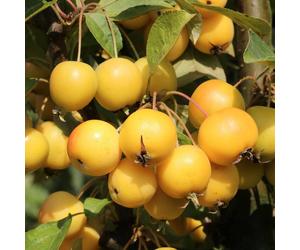 Direct Plants Malus Golden Hornet Crab Apple Tree 4-5ft Tall in Gold Direct Plants Gold
