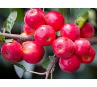 Direct Plants Malus Gorgeous Crab Apple Tree 5-6Ft Supplied In A 7.5 Litre Pot