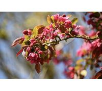 Direct Plants Malus Harry Baker Tree 6Ft Tall Supplied In A 12 Litre Pot