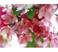 Direct Plants Malus Indian Magic Tree 6Ft Tall Supplied In A 12 Litre Pot By Directplants