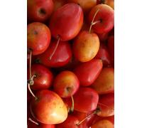 Direct Plants Malus Jelly King Crab Apple Blossom Tree 5Ft Tall In A 7.5 Litre Pot