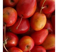 Direct Plants Malus Jelly King Crab Apple Tree 4-5ft Tall in Red Direct Plants Red