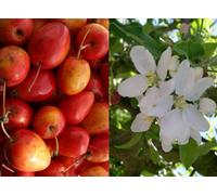 Direct Plants Malus Jelly King Crab Apple Tree 6Ft Tall Supplied In A 12 Litre Pot By Directplants