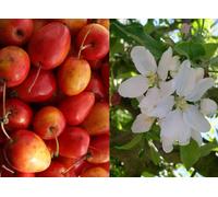 Direct Plants Malus Jelly King Crab Apple Tree 6ft Tall Supplied in a 12 Litre Pot by Directplants in Green Direct Plants Green