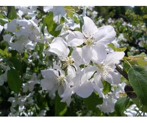 Direct Plants Malus John Downie Crab Apple Fruit Tree 5Ft Tall Supplied In A 7.5 Litre Pot