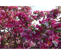 Direct Plants Malus Neville Copeman 6Ft Tall Supplied In A 12 Litre Pot By Directplants