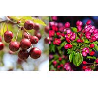 Direct Plants Malus Pink Glow Crab Apple Tree 6Ft Tall Supplied In A 12 Litre Pot
