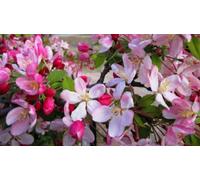 Direct Plants Malus Pink Perfection Crab Apple Tree 6Ft Tall Supplied In A 12 Litre Pot By Directplants