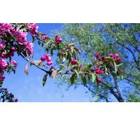 Direct Plants Malus Purple Prince Crab Apple Tree 6Ft Tall Supplied In A 12 Litre Pot