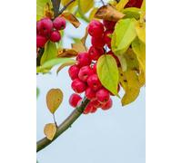 Direct Plants Malus Red Obelisk Tree 6Ft Tall Supplied In A 12 Litre Pot