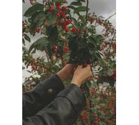 Direct Plants Malus Red Sentinel Crab Apple Blossom Tree 5-6Ft Tall In A 7.5 Litre Pot