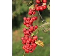 Direct Plants Malus Red Sentinel Crab Apple Tree 6ft Tall Supplied in a 12 Litre Pot Direct Plants Multicolor