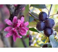 Direct Plants Malus Roberts Red Crab Apple Tree 6Ft Tall Supplied In A 12 Litre Pot By Directplants