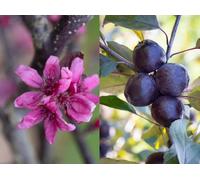 Direct Plants Malus Roberts Red Crab Apple Tree 6ft Tall Supplied in a 12 Litre Pot by Directplants in Green Direct Plants Green