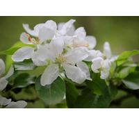 Direct Plants Malus Rosehip Tree 6Ft Tall Supplied In A 12 Litre Pot