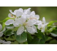 Direct Plants Malus Rosehip Tree 6ft Tall Supplied in a 12 Litre Pot Direct Plants Multicolor