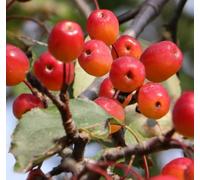 Direct Plants Malus Rudolph Crab Apple Tree 6Ft Tall Supplied In A 12 Litre Pot By Directplants