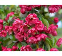 Direct Plants Malus Scarlet Brandywine Crab Apple Tree 6Ft Tall Supplied In A 12 Litre Pot