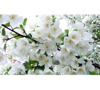 Direct Plants Malus Snowcloud Crab Apple Tree 6Ft Tall Supplied In A 12 Litre Pot By Directplants