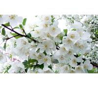 Direct Plants Malus Snowcloud Crab Apple Tree 6ft Tall Supplied in a 12 Litre Pot by Directplants in Green Direct Plants Green