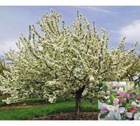 Direct Plants Malus Sugar Tyme Tree 6ft Tall Supplied in a 12 Litre Pot by Directplants in Green Direct Plants Green