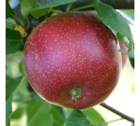 Direct Plants Malus Summerred Apple Dwarf Patio Fruit Tree 3-4ft in 5L Pot Direct Plants Multicolor