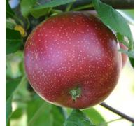 Direct Plants Malus Summerred Apple Dwarf Patio Fruit Tree 3-4Ft Supplied In A 5 Litre Pot