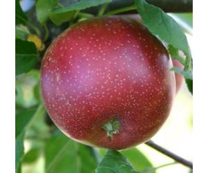 Direct Plants Malus Summerred Apple Dwarf Patio Fruit Tree 3-4Ft Supplied In A 5 Litre Pot