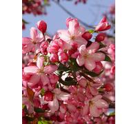 Direct Plants Malus Sun Rival Tree 6Ft Tall Supplied In A 12 Litre Pot