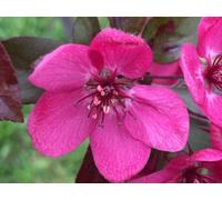Direct Plants Malus Toringo Scarlett Tree 6Ft Tall Supplied In A 12 Litre Pot By Directplants