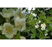 Direct Plants Malus Trilobata Crab Apple Blossom Tree 4-5Ft Tall In A 7.5 Litre Pot