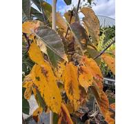 Direct Plants Malus Tschonoskii Columnar Crab Apple Tree 5-6Ft In A 7.5 Litre Pot