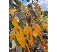 Direct Plants Malus Tschonoskii Columnar Crab Apple Tree 5-6ft in a 7.5 Litre Pot - Pot - 1 - Crab Apple