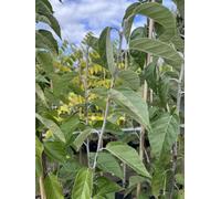 Direct Plants Malus Tschonoskii Crab Apple Tree 6Ft Tall Supplied In A 12 Litre Pot