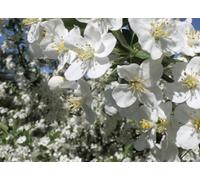 Direct Plants Malus Wedding Bouquet Crab 6Ft Tall Supplied In A 12 Litre Pot By Directplants