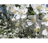 Direct Plants Malus Wedding Bouquet Crab 6ft Tall Supplied in a 12 Litre Pot by Directplants in Green Direct Plants Green