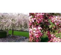 Direct Plants Malus Weeping Candied Apple Fruit Tree 6ft Tall Supplied in a 12 Litre Pot by Directplants in Red Direct Plants Red