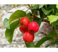 Direct Plants Malus X Robusta Fruitilicious Tree 6Ft Tall Supplied In A 12 Litre Pot