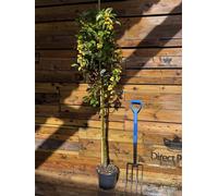 Direct Plants Malus X Zumi Golden Hornet Crab Apple Tree 5-6Ft In A 7.5 Litre Pot