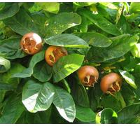Direct Plants Medlar Nottingham Fruit Tree 5-6Ft Tall, Supplied In A 7.5 Litre Pot