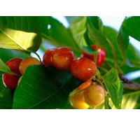 Direct Plants Merton Glory Cherry Fruit Tree 5-6Ft Supplied In A 7.5 Litre Pot