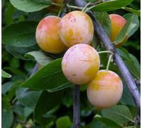 Direct Plants Mirabelle De Nancy Dwarf Patio Plum Fruit Tree 3-4Ft Supplied In A 5 Litre Pot