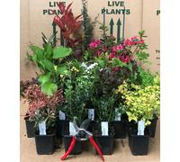 Direct Plants Mixed Garden Shrub Selection 5x Established Plants in 9cm Pots in Green Direct Plants Green