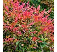 Direct Plants Nandina Domestica Heavenly Bamboo Shrub Extra Large 2-3Ft Supplied In A 5 Litre Pot